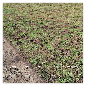 Pestovanie rozchodníkových kobercov a rezkov