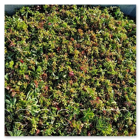 Sedum mix - rezky rozchodíkov