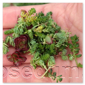 Rezky rozchodníkov - Sedum mix